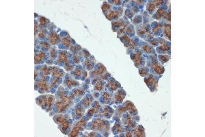 Immunohistochemistry of paraffin-embedded rat pancreas using PRSS2 Rabbit mAb (ABIN7269580) at dilution of 1:100 (40x lens).