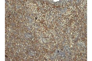 (ABIN185362) (6 μg/mL) staining of paraffin embedded Human Tonsil.