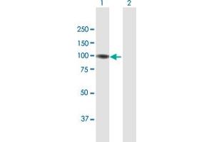 Western Blot analysis of GNL2 expression in transfected 293T cell line by GNL2 MaxPab polyclonal antibody.