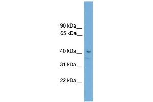 WB Suggested Anti-Acd Antibody Titration:  0. (ACD anticorps  (C-Term))