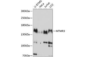 Western blot analysis of extracts of various cell lines, using MTMR3 antibody (ABIN6128323, ABIN6144158, ABIN6144159 and ABIN6214991) at 1:1000 dilution. (MTMR3 anticorps  (AA 640-810))