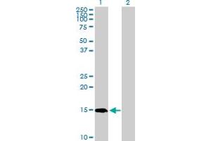 Western Blot analysis of PIN4 expression in transfected 293T cell line by PIN4 MaxPab polyclonal antibody. (PIN4 anticorps  (AA 1-156))