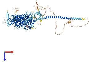 AlphaFold protein structure predicition of Mouse Recombinant Myo19 Protein, UniprotID Q5SV80