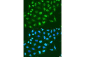 Immunofluorescence analysis of U2OS cells using HIST3H3 antibody. (Histone 3 anticorps  (C-Term))