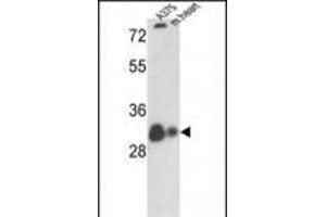 Western blot analysis of VDAC1 Antibody (N-term) (ABIN390563 and ABIN2840893) in  cell line and mouse heart tissue lysates (35 μg/lane).