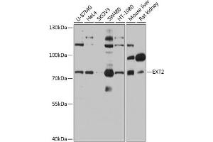 Western blot analysis of extracts of various cell lines, using EXT2 antibody (ABIN6130884, ABIN6140384, ABIN6140385 and ABIN6219129) at 1:1000 dilution. (EXT2 anticorps  (AA 80-340))