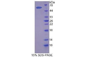 SDS-PAGE analysis of Human TRAF1 Protein. (TRAF1 Protéine)