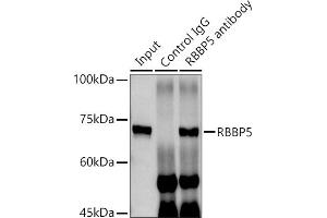 Immunoprecipitation analysis of 300 μg extracts of MCF7 cells using 3 μg RBBP5 antibody (ABIN6128620, ABIN6146741, ABIN6146742 and ABIN6222719). (RBBP5 anticorps  (AA 319-538))