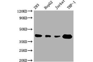 Western Blot Positive WB detected in: 293 whole cell lysate, HepG2 whole cell lysate, Jurkat whole cell lysate, THP-1 whole cell lysate All lanes: TMEM173 antibody at 1:1000 Secondary Goat polyclonal to rabbit IgG at 1/50000 dilution Predicted band size: 43 kDa Observed band size: 43 kDa (Recombinant STING/TMEM173 anticorps)