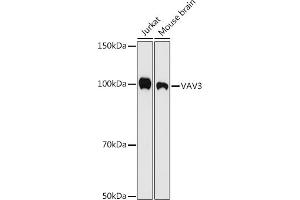 Western blot analysis of extracts of various cell lines, using V antibody (ABIN7271305) at 1:500 dilution. (VAV3 anticorps)