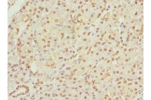 Immunohistochemistry of paraffin-embedded human pancreatic tissue using ABIN7159666 at dilution of 1:100 (APIP anticorps  (AA 1-242))