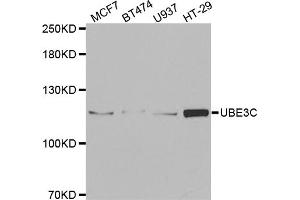 Western blot analysis of extracts of various cell lines, using UBE3C antibody. (UBE3C anticorps)