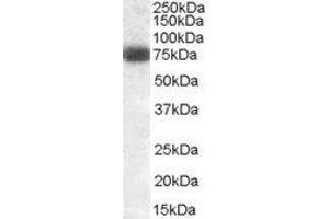 ABIN2562238 (0. (DLL1 anticorps  (Internal Region))