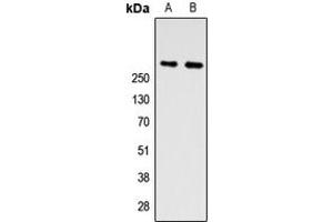 Western blot analysis of ZNF462 expression in A549 (A), PC12 (B) whole cell lysates. (ZNF462 anticorps  (N-Term))