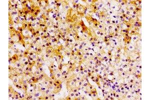 Immunohistochemistry of paraffin-embedded human adrenal gland tissue using ABIN7145958 at dilution of 1:100 (CCL15 anticorps  (AA 22-113))