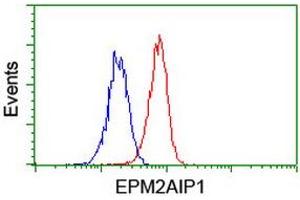 Image no. 10 for anti-EPM2A (Laforin) Interacting Protein 1 (EPM2AIP1) antibody (ABIN1498045) (EPM2AIP1 anticorps)