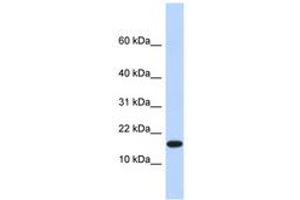 Image no. 1 for anti-Egl-9 Family Hypoxia Inducible Factor 2 (EGLN2) (AA 281-315) antibody (ABIN6740396) (PHD1 anticorps  (AA 281-315))