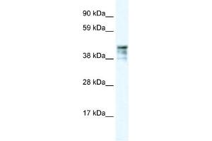 KRT15 antibody (70R-10423) used at 2. (KRT15 anticorps  (C-Term))