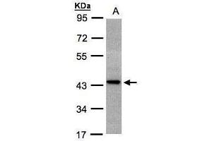 WB Image Sample(30 ug whole cell lysate) A:H1299 10% SDS PAGE antibody diluted at 1:1000