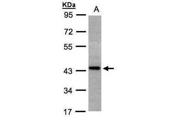 ST3GAL2 anticorps