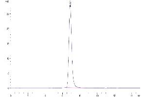 The purity of Cynomolgus SIRP alpha is greater than 95 % as determined by SEC-HPLC.