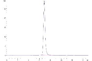The purity of Cynomolgus SIRP alpha is greater than 95 % as determined by SEC-HPLC. (SIRPA Protein (AA 31-370) (His tag))