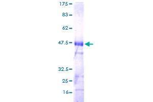 Image no. 1 for Ras Homolog Gene Family, Member J (RHOJ) (AA 1-214) protein (GST tag) (ABIN1318036)