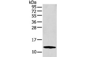 Western blot analysis of MCF-7 cell using S100A16 Polyclonal Antibody at dilution of 1:300 (S100A16 anticorps)