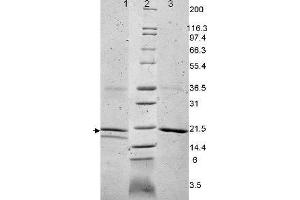 IL-32A Human Cytokine - SDS-PAGE.