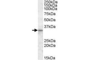 HAX1 polyclonal antibody  (1 ug/mL) staining of human testis lysate (35 ug protein in RIPA buffer). (HAX1 anticorps)