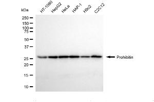 Western blotting analysis using prohibitin antibody (ABIN7799910). (Recombinant Prohibitin anticorps)
