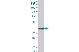 TNFSF10 MaxPab polyclonal antibody.