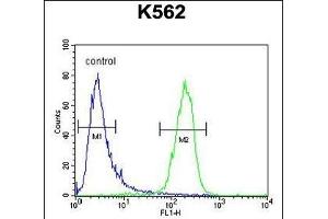 MCART2 Antibody (N-term) (ABIN654844 and ABIN2844510) flow cytometric analysis of K562 cells (right histogram) compared to a negative control cell (left histogram). (MCART2 anticorps  (N-Term))