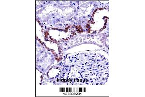 MCOLN1 Antibody immunohistochemistry analysis in formalin fixed and paraffin embedded human kidney tissue followed by peroxidase conjugation of the secondary antibody and DAB staining.