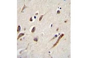 Immunohistochemistry analysis in formalin fixed and paraffin embedded human brain tissue reacted with FBXW11 Antibody (Center) followed by peroxidase conjugation of the secondary antibody and DAB staining. (FBXW11 anticorps  (Middle Region))