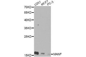 Western blot analysis of extracts of various cell lines, using MANF Antibody. (MANF anticorps  (AA 25-182))