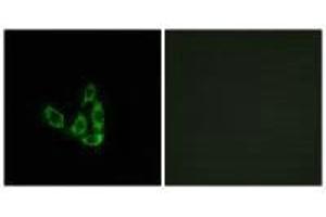 Immunofluorescence analysis of A549 cells, using GCNT3 antibody. (GCNT3 anticorps)