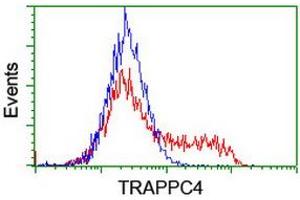 Image no. 1 for anti-Trafficking Protein Particle Complex 4 (TRAPPC4) antibody (ABIN1501263) (TRAPPC4 anticorps)