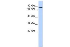 Image no. 1 for anti-Zinc Finger Protein 366 (ZNF366) (C-Term) antibody (ABIN6740640) (ZNF366 anticorps  (C-Term))
