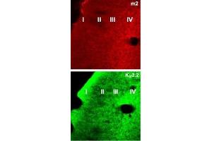 Expression of Muscarinic acetylcholine receptor M2 in mouse parieto-temporal cortex sections - Immunohistochemical staining of mouse parieto-temporal cortex frozen sections (non-consecutive) using Anti-GIRK2 (Kir3.