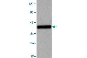 Western blot analysis of TBC1D4 monoclonal antibody  at 1 : 2000 dilution interacts with recombinant TCB1D4 protein with a DsbA tag. (TBC1D4 anticorps  (N-Term))