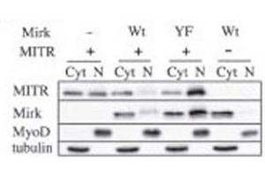 Immunoblots for MITR (HDAC9), Mirk, MyoD and tubulin proteins are shown for cytoplasmic (Cyt) and nuclear (N) extracts from undifferentiated C2C12 myoblasts transfected with plasmids coding for Mirk (Wt), kinase-inactive Mirk (YF) or MITR.