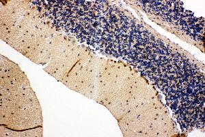 Anti-VCP antibody, IHC(P) IHC(P): Rat Cerebellum Tissue