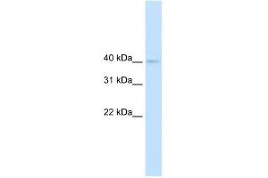 NUDT9 antibody used at 0. (NUDT9 anticorps)