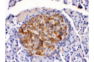 IHC testing of rat pancreas with HSD11B2 antibody.
