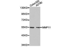 Western Blotting (WB) image for anti-Matrix Metallopeptidase 11 (Stromelysin 3) (MMP11) antibody (ABIN1873715) (MMP11 anticorps)