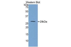 Western Blotting (WB) image for anti-Insulin-Like Growth Factor 2 Receptor (IGF2R) (AA 1146-1363) antibody (ABIN1859299) (IGF2R anticorps  (AA 1146-1363))