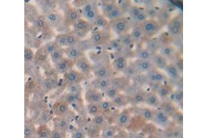 IHC-P analysis of Mouse Tissue, with DAB staining. (SERPING1 anticorps  (AA 211-331))