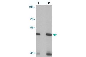 Western blot analysis of SIGLEC15 in rat kidney tissue with SIGLEC15 polyclonal antibody  at (lane 1) 1 and (lane 2) 2 ug/mL. (SIGLEC15 anticorps  (N-Term))