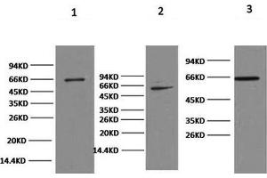 Western Blot analysis of 1) Hela, 2) 293T, 3) HepG2 cells using NFκB-p65 Monoclonal Antibody at dilution of 1:2000. (NF-kB p65 anticorps)